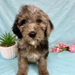 Maggie - Blue merle female Miniature Australian Shepherd puppy in Marshall, Arkansas from Buffalo River Puppies