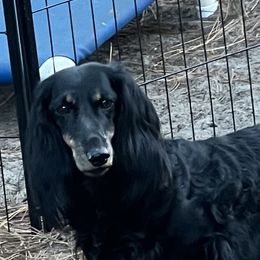 Dachshunds from Von Raab Dachshunds