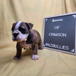 Crimson - Red brindle and white female Bulldog puppy in Hillsdale County, Michigan from KZ Bullies LLC