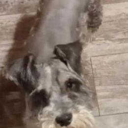 Miniature Schnauzers and Pembroke Welsh Corgis from Wooten Farm