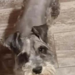 Miniature Schnauzers and Pembroke Welsh Corgis from Wooten Farm
