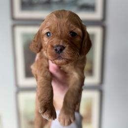 Hope - Red female Cavapoo puppy in Grand Blanc, Michigan from Halsey Poodles and Doodles