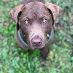 Chesapeake Bay Retriever Puppies from Rebecca's Bay Retrievers