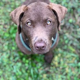 Chesapeake Bay Retriever Puppies from Rebecca's Bay Retrievers