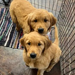 Bernedoodles, Goldendoodles, and Golden Retrievers from P&R Productions