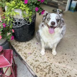 Molly - Miniature Australian Shepherd