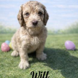 Will Byers - Chocolate merle male Bernedoodle puppy in Bennett, Colorado from Darling Paws, LLC