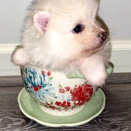 Pomeranian Puppies from Whippoorwill Pomeranians