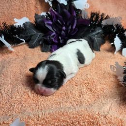 Black spotted girl - Black and white female Shih Tzu puppy in Vinita, Oklahoma from Locust Creek Shih Tzu & Havanese