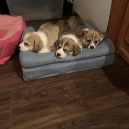 Pembroke Welsh Corgi Puppies from Kenyon Pembroke Welsh Corgis