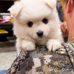 Miss Puff - White female American Eskimo Dog puppy in Brookfield, Missouri from Mauzey Eskies
