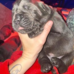 Cane Corso Puppies from Venom Cane Corsos