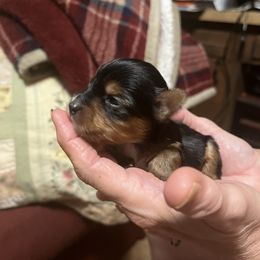 Yorkshire Terrier Puppies from Sweet Soul Yorkies