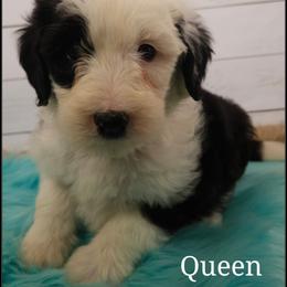 Queen - Black and white female Sheepadoodle puppy in Farley, Iowa from Iowa's Doodle Co.