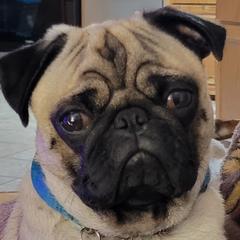 Bandit - Pug