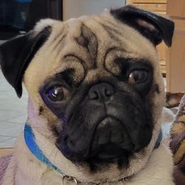 Bandit - Pug