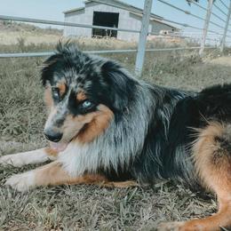 Roper - Australian Shepherd