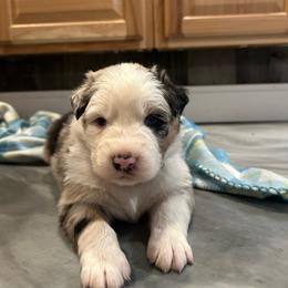 Green Collar Boy - Blue merle male Australian Shepherd puppy in Hartville, Missouri from Stamper K9’s