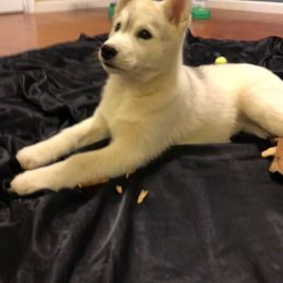 Siberian Husky Puppies from Anna Weber's Siberian Huskies