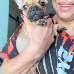 Gibbet - Fawn male French Bulldog puppy in Roanoke Rapids, North Carolina from Ferrell’s Frenchies