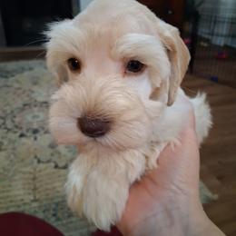 Paco - Wheaten male Miniature Schnauzer puppy in Clemmons, North Carolina from Schnauzer Snobs