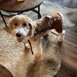 Aussiedoodle, Bernedoodle, Cavapoo, Double Doodle, Goldendoodle, and Yorkipoo Puppies from Fisher River Doodle's