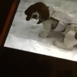Basset Hound Puppies from Muggsk-9obedience
