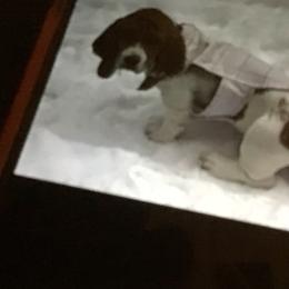 Basset Hound Puppies from Muggsk-9obedience