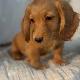 Alfie - Red male Dachshund puppy in Duncanville, Alabama from Bear Creek Dachshunds