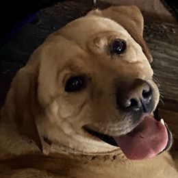 Buckley - Labrador Retriever