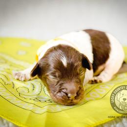 Miss Yellow - Chocolate female Australian Labradoodle puppy in Wake Forest, North Carolina from Lucky Country Labradoodles