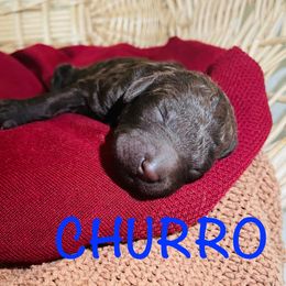Boy 5 - male Labradoodle puppy in Murray, Utah from Swann's Kennels