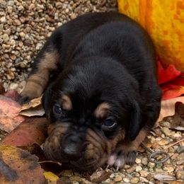 Boy 1 - Black male Catahoula Leopard Dog puppy in Gadsden, Alabama from Rich Cat’s