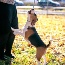 Beagle All Grown Up from Joyful Noise Beagles