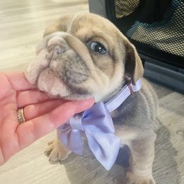 Bulldog Puppies from Kristina's Bulldogs