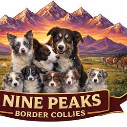 Border Collie Puppies from Nine Peaks Border Collies