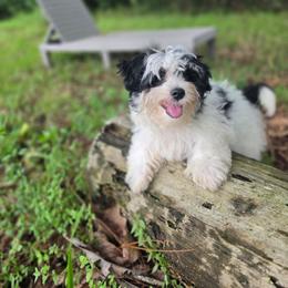 Boy 3 - Piebald male Morkie puppy in Loxahatchee, Florida from Cristy's Morkies