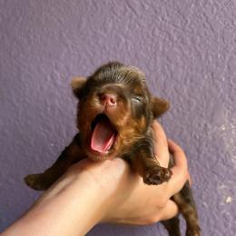 Scout (Green Collar) - Chocolate and tan male Yorkshire Terrier puppy in Riverbank, California from Yorkie_Wonderland and Stud Services