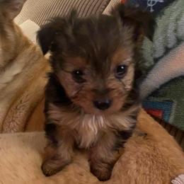 Toph - Aussiedoodle