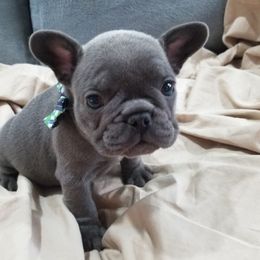 French Bulldog Puppies from Rock Island Frenchies of Texas