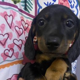 Venus - Black and tan female Dachshund puppy in New York, New York from Sausagedog-NYC