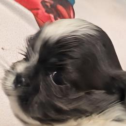 Blue parti boy - Blue and white male Shih Tzu puppy in Surry, Maine from McKayla Hairston