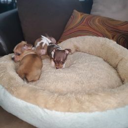 Chihuahua Puppies from Maldonado Pet Life Breeder LLC.