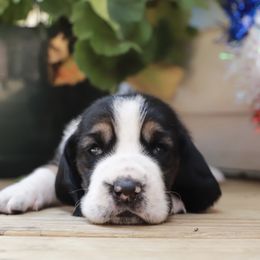 Basset Hound Puppies from Pleasant Bay Basset Hounds