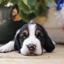 Basset Hound Puppies from Pleasant Bay Basset Hounds