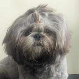 JJ - Shih Tzu