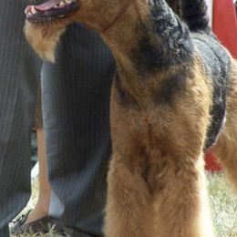Airedale Terriers from Lydia's Litter