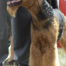 Airedale Terriers from Lydia's Litter