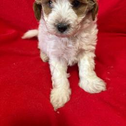 Yellow-Mini - Parti male Goldendoodle puppy in Millville, New Jersey from Michelle's Doodles