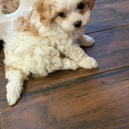 Cara - Blenheim female Cavapoo puppy in El Mirage, Arizona from Arizona Cavaliers and Cavapoos